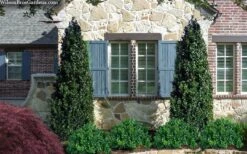 Arctic Emerald Columnar Boxwood - 1 Gallon Pot -Plant Shop buxus sempervirens arctic emerald boxwood 103 1