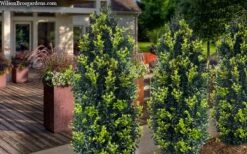 Arctic Emerald Columnar Boxwood - 1 Gallon Pot -Plant Shop buxus sempervirens arctic emerald boxwood 105 1