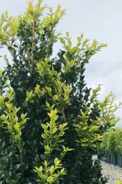 Arctic Emerald Columnar Boxwood - 1 Gallon Pot -Plant Shop buxus sempervirens arctic emerald boxwood 12 1