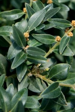 Arctic Emerald Columnar Boxwood - 6 Pack Of 1 Gallon Pots -Plant Shop buxus sempervirens arctic emerald boxwood 16