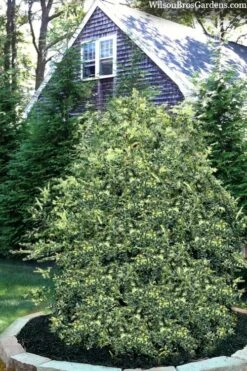 Golden Weeping Boxwood (Buxus Sempervirens 'Aurea Pendula') - 1 Gallon Pot 10 Golden Weeping Boxwood (Buxus Sempervirens 'Aurea Pendula') - 1 Gallon Pot -Plant Shop buxus sempervirens aurea pendula variegated weeping boxwood 3