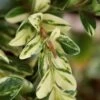 Golden Weeping Boxwood (Buxus Sempervirens 'Aurea Pendula') - 1 Gallon Pot -Plant Shop buxus sempervirens aurea pendula variegated weeping boxwood 5