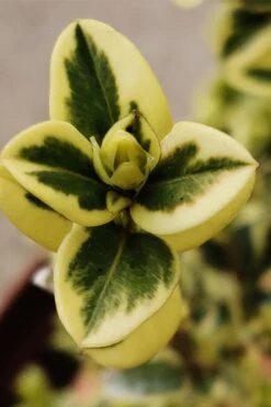 Variegated Boxwood (Buxus Sempervirens 'Aureovariegata') - 5 Gallon Pot -Plant Shop buxus sempervirens aureovariegata variegated boxwood 1