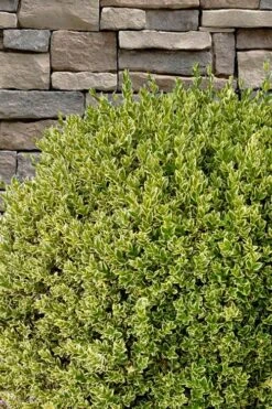Variegated Boxwood (Buxus Sempervirens 'Aureovariegata') - 5 Gallon Pot -Plant Shop buxus sempervirens aureovariegata variegated boxwood 10