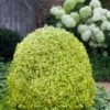 Variegated Boxwood (Buxus Sempervirens 'Aureovariegata') - 5 Gallon Pot -Plant Shop buxus sempervirens aureovariegata variegated boxwood 5