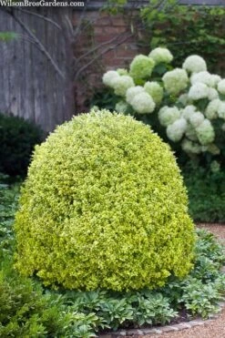 Variegated Boxwood (Buxus Sempervirens 'Aureovariegata') - 2 Gallon Pot - SALE