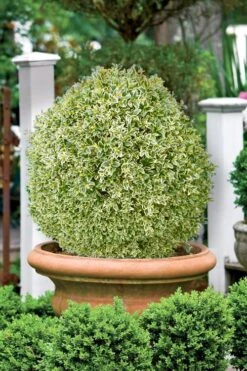 Elegans Variegated Boxwood - Buxus Sempervirens 'Elegantissima' - 2 Gallon Pot -Plant Shop buxus sempervirens elegantissima variegated boxwood 101