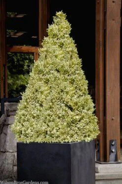 Elegans Variegated Boxwood - Buxus Sempervirens 'Elegantissima' - 2 Gallon Pot -Plant Shop buxus sempervirens elegantissima variegated boxwood 105