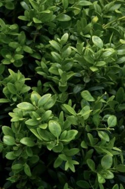 Green Tower Boxwood - 3 Gallon Pot -Plant Shop buxus sempervirens monrue green tower boxwood 1