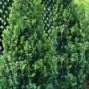 Green Tower Boxwood - 3 Gallon Pot -Plant Shop buxus sempervirens monrue green tower boxwood 2