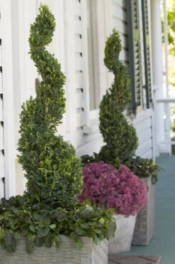 Green Tower Boxwood - 2 Gallon Pot -Plant Shop buxus sempervirens monrue green tower boxwood 3 1