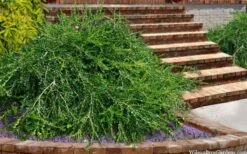 Unraveled Weeping Boxwood - 3 Gallon Pot 13 Unraveled Weeping Boxwood - 3 Gallon Pot -Plant Shop buxus sempervirens unraveled weeping boxwood 15