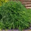 Unraveled Weeping Boxwood - 3 Gallon Pot -Plant Shop buxus sempervirens unraveled weeping boxwood 16
