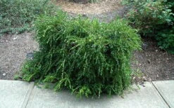 Unraveled Weeping Boxwood - 3 Gallon Pot 14 Unraveled Weeping Boxwood - 3 Gallon Pot -Plant Shop buxus sempervirens unraveled weeping boxwood 7