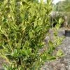 Sunburst Variegated Korean Boxwood - 1 Gallon Pot -Plant Shop buxus sinica sunburst variegated korean boxwood 2