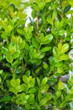 Winterstar Boxwood - 2 Gallon Pot -Plant Shop buxus winterstar boxwood 1