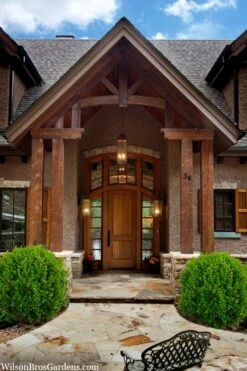 Winterstar Boxwood - 2 Gallon Pot -Plant Shop buxus winterstar boxwood 3