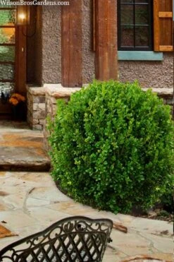Winterstar Boxwood - 2 Gallon Pot -Plant Shop buxus winterstar boxwood 4