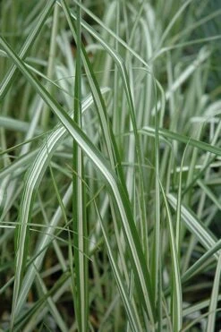 Avalanche Feather Reed Grass (Calamagrostis) - 3 Gallon Pot -Plant Shop calamagrostis x acutiflora avalanche feather reed grass 6