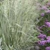 Avalanche Feather Reed Grass (Calamagrostis) - 3 Gallon Pot -Plant Shop calamagrostis x acutiflora avalanche feather reed grass 8