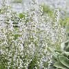 Calamint Plant (Calamintha Nepeta) - 1 Gallon Pot -Plant Shop calamint 12