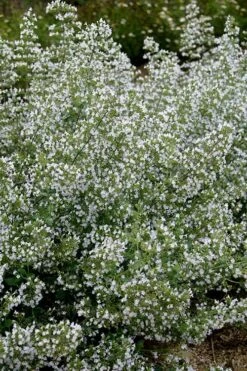 Calamint Plant (Calamintha Nepeta) - 1 Gallon Pot -Plant Shop calamint 20