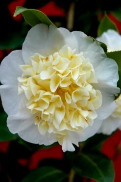 Brushfield Yellow Camellia Japonica - 6 Pack Of 1 Gallon Pots -Plant Shop camellia brushfield yellow 25