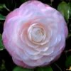 Ella Ward Parsons Camellia - 3 Gallon Pot -Plant Shop camellia ella ward parsons 1