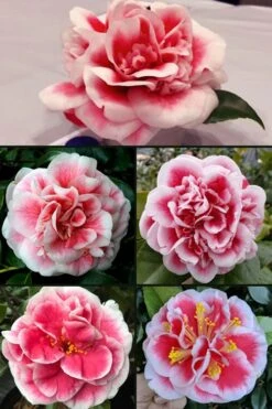 Irrational Exuberance Camellia Japonica - 3 Gallon Pot -Plant Shop camellia irrational exuberance 6
