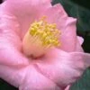 Isaribi Camellia Japonica - 3 Gallon Pot 2 Isaribi Camellia Japonica - 3 Gallon Pot -Plant Shop camellia japonica isaribi 6