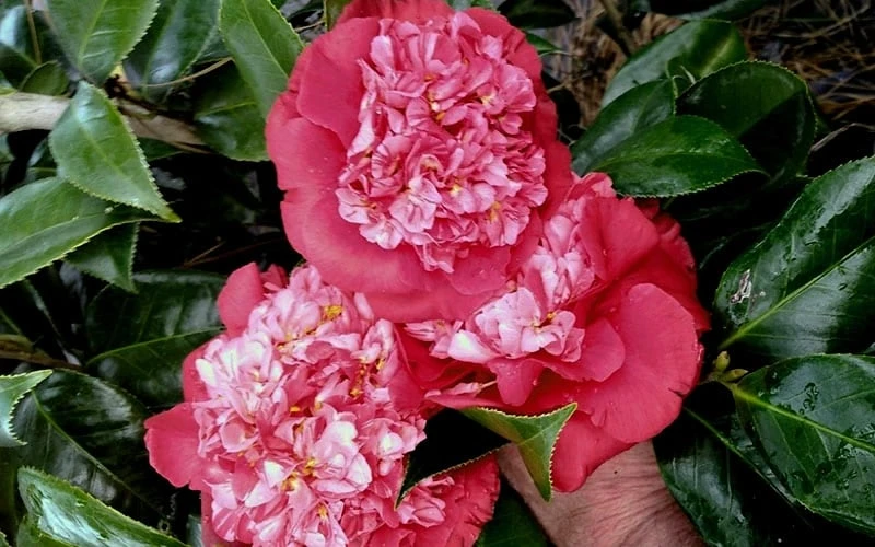Laura Walker Camellia Japonica - 3 Gallon Pot 6 Laura Walker Camellia Japonica - 3 Gallon Pot - Image 4