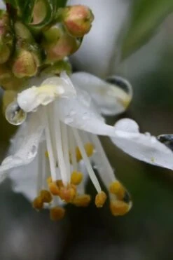 Parvilimba Camellia - 5 Gallon Pot -Plant Shop camellia parvilimba 1