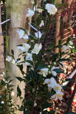 Parvilimba Camellia - 5 Gallon Pot -Plant Shop camellia parvilimba 4