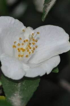 Parvilimba Camellia - 5 Gallon Pot -Plant Shop camellia parvilimba 6