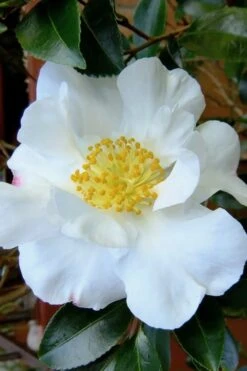 Setsugekka Fragrant Camellia Sasanqua - 7 Gallon Pot -Plant Shop camellia setsugekka 3