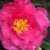 Shishi Gashira Dwarf Camellia Sasanqua - 1 Gallon Pot -Plant Shop camellia shishi gashira 25