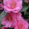 Spring Awakening Fragrant Camellia Hybrid - 3 Gallon Pot -Plant Shop camellia spring awakening 20