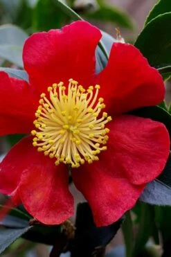 Yuletide Camellia Sasanqua - 2.5 Quart Pot 17 Yuletide Camellia Sasanqua - 2.5 Quart Pot -Plant Shop camellia yuletide best