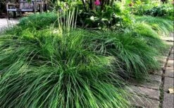 Cherokee Sedge (Carex Cherokeensis) - 8 Pack Of 1 Gallon Pots 12 Cherokee Sedge (Carex Cherokeensis) - 8 Pack Of 1 Gallon Pots -Plant Shop carex cherokeensis cherokee sedge 10