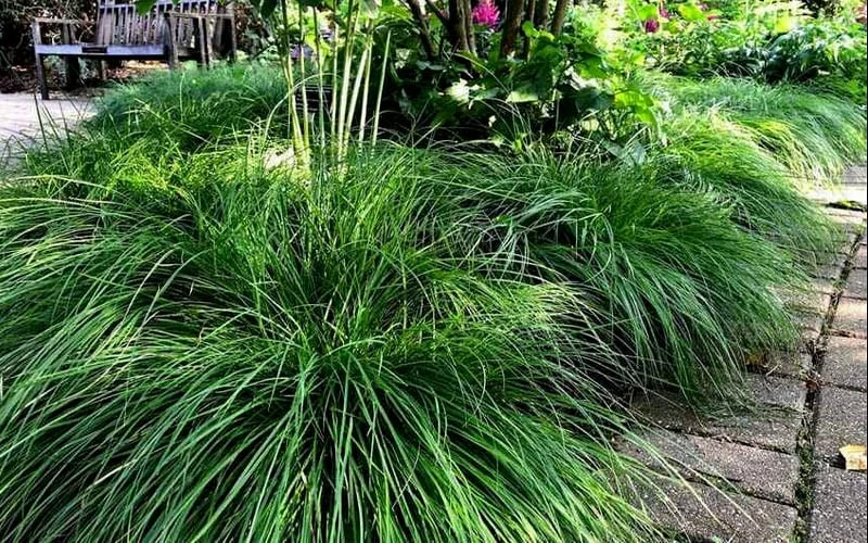 Cherokee Sedge (Carex Cherokeensis) - 8 Pack Of 1 Gallon Pots 6 Cherokee Sedge (Carex Cherokeensis) - 8 Pack Of 1 Gallon Pots - Image 4