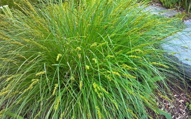 Cherokee Sedge (Carex Cherokeensis) - 8 Pack Of 1 Gallon Pots 7 Cherokee Sedge (Carex Cherokeensis) - 8 Pack Of 1 Gallon Pots - Image 5