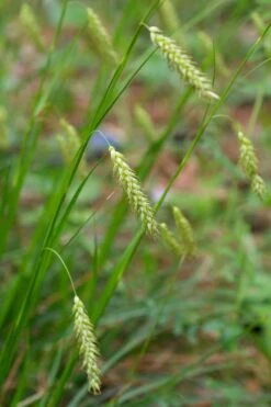 Cherokee Sedge (Carex Cherokeensis) - 8 Pack Of 1 Gallon Pots 14 Cherokee Sedge (Carex Cherokeensis) - 8 Pack Of 1 Gallon Pots -Plant Shop carex cherokeensis cherokee sedge 4