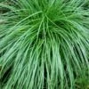 Cherokee Sedge (Carex Cherokeensis) - 8 Pack Of 1 Gallon Pots 1 Cherokee Sedge (Carex Cherokeensis) - 8 Pack Of 1 Gallon Pots -Plant Shop carex cherokeensis cherokee sedge 7