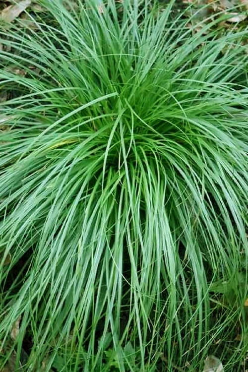 Cherokee Sedge (Carex Cherokeensis) - 8 Pack Of 1 Gallon Pots 3 Cherokee Sedge (Carex Cherokeensis) - 8 Pack Of 1 Gallon Pots