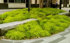 Evercolor 'Everillo' Carex - 5 Pack Of Quart Pots 15 Evercolor 'Everillo' Carex - 5 Pack Of Quart Pots -Plant Shop carex everillo 20