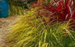 Evercolor 'Everillo' Carex - 5 Pack Of Quart Pots 21 Evercolor 'Everillo' Carex - 5 Pack Of Quart Pots -Plant Shop carex everillo 23