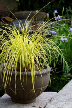 Evercolor 'Everillo' Carex - 5 Pack Of Quart Pots 16 Evercolor 'Everillo' Carex - 5 Pack Of Quart Pots -Plant Shop carex everillo 24