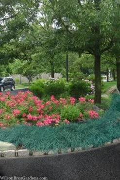 Blue Zinger Sedge Grass (Carex Flacca) - 5 Pack Of Quart Pots 13 Blue Zinger Sedge Grass (Carex Flacca) - 5 Pack Of Quart Pots -Plant Shop carex flacca blue zinger sedge grass 13 1