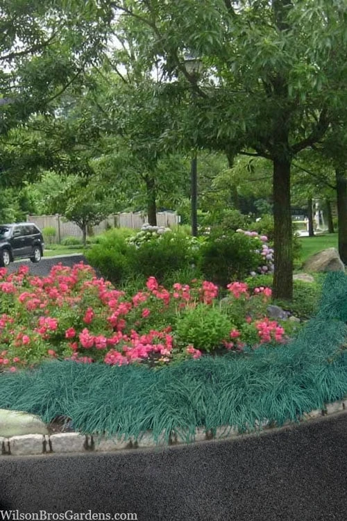 Blue Zinger Sedge Grass (Carex Flacca) - 5 Pack Of Quart Pots 7 Blue Zinger Sedge Grass (Carex Flacca) - 5 Pack Of Quart Pots - Image 5