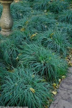 Blue Zinger Sedge Grass (Carex Flacca) - 6 Pack Of 1 Gallon Pots -Plant Shop carex flacca blue zinger sedge grass 14